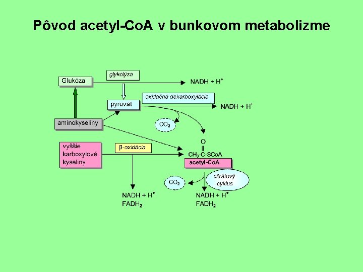 Pôvod acetyl-Co. A v bunkovom metabolizme 