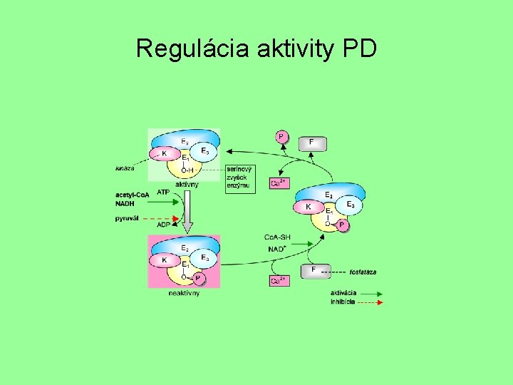 Regulácia aktivity PD 