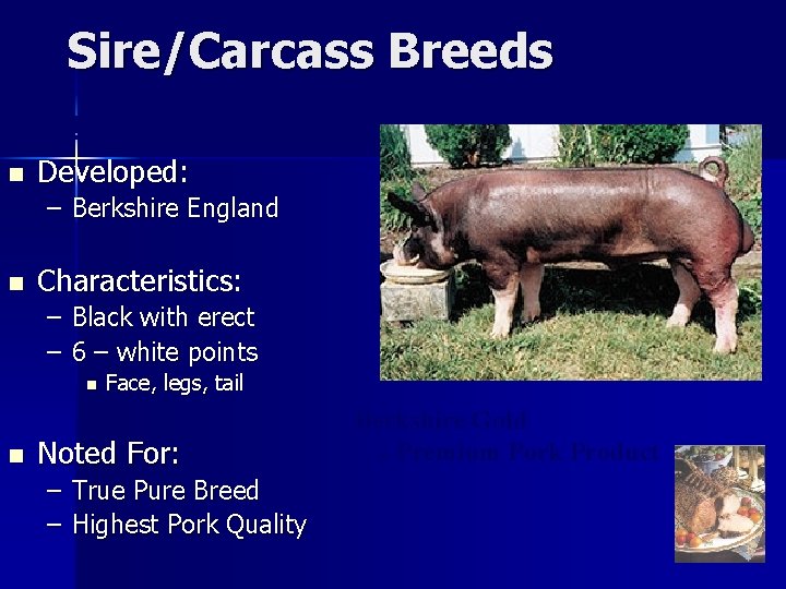 Sire/Carcass Breeds Berkshire n Developed: – Berkshire England n Characteristics: – – Black with