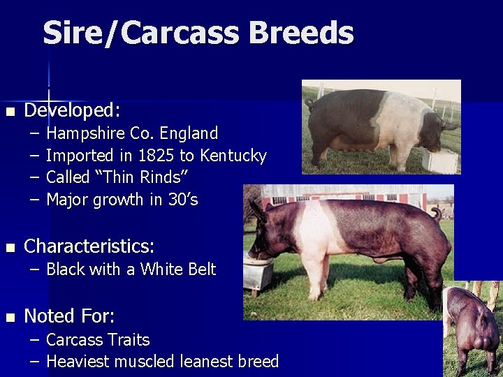 Sire/Carcass Breeds Hampshire n Developed: – – n Hampshire Co. England Imported in 1825