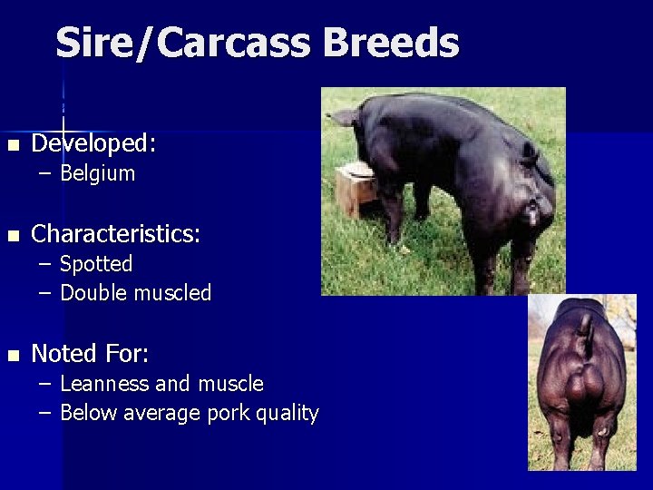 Sire/Carcass Breeds Pietrain n Developed: – Belgium n Characteristics: – – n Spotted Double