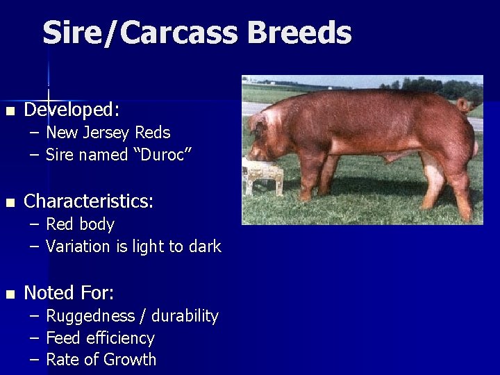 Sire/Carcass Breeds Duroc n Developed: – New Jersey Reds – Sire named “Duroc” n