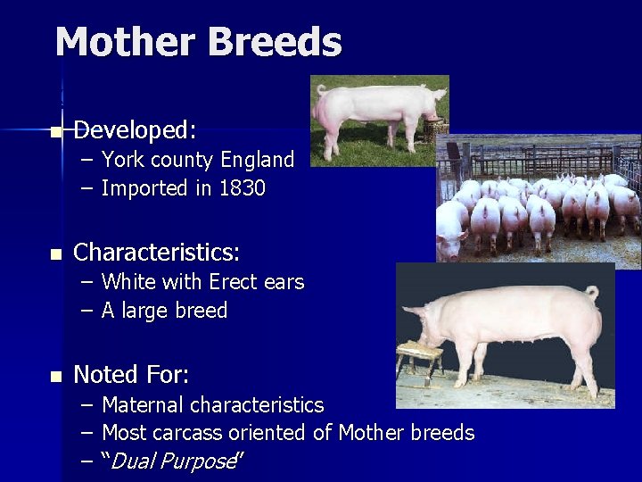 Mother Breeds Yorkshire n Developed: – York county England – Imported in 1830 n