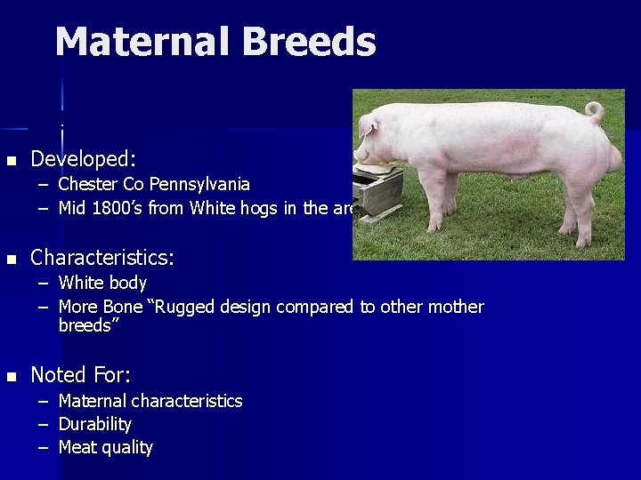 Maternal Breeds Chester White n Developed: – Chester Co Pennsylvania – Mid 1800’s from