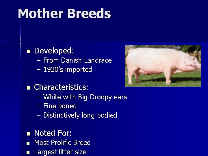 Mother Breeds Landrace n Developed: – From Danish Landrace – 1930’s imported n Characteristics: