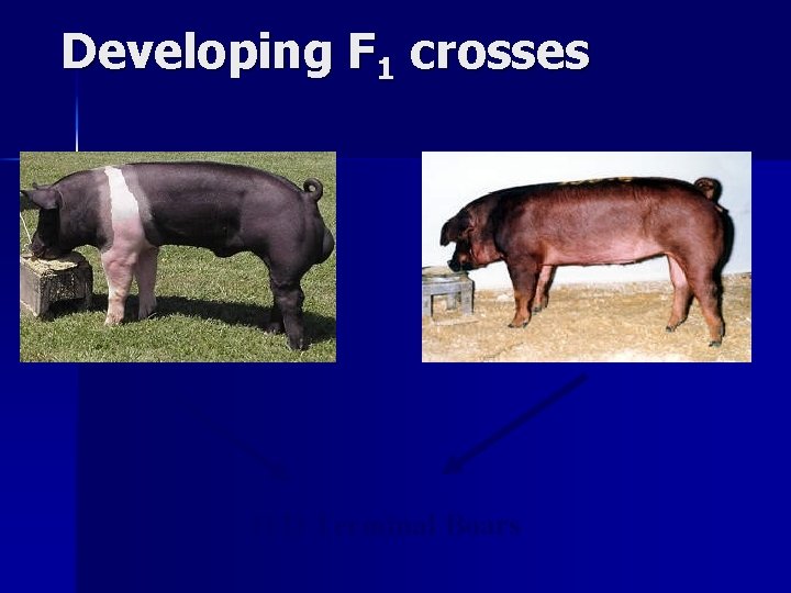 Developing F 1 crosses Hampshire Duroc H D Terminal Boars 