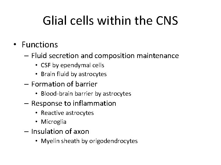 Glial cells within the CNS • Functions – Fluid secretion and composition maintenance •