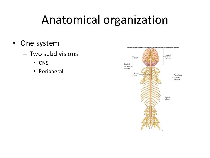 Anatomical organization • One system – Two subdivisions • CNS • Peripheral 