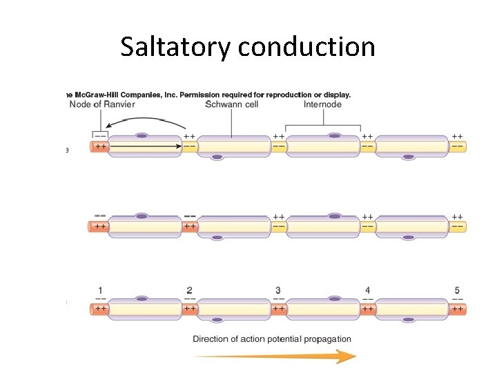 Saltatory conduction 