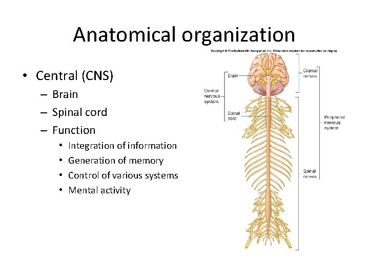 Anatomical organization • Central (CNS) – Brain – Spinal cord – Function • •
