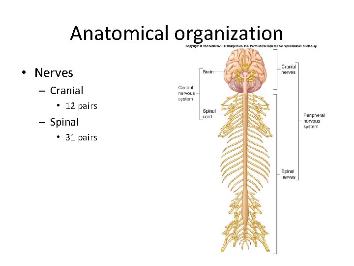 Anatomical organization • Nerves – Cranial • 12 pairs – Spinal • 31 pairs