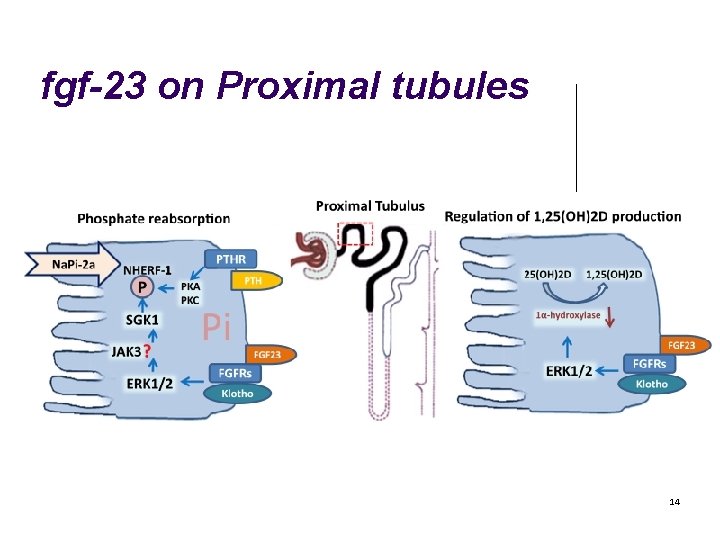 fgf-23 on Proximal tubules 14 
