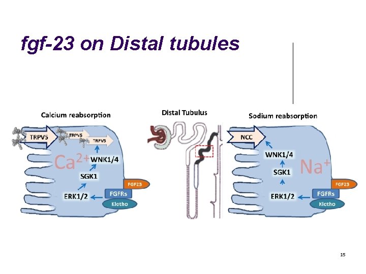 fgf-23 on Distal tubules 15 