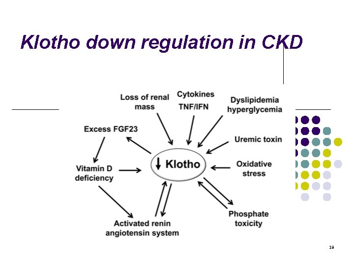 Klotho down regulation in CKD 19 