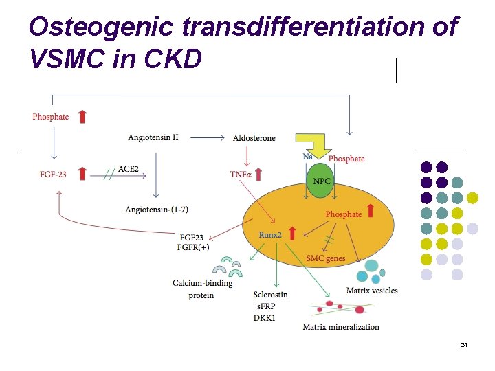 Osteogenic transdifferentiation of VSMC in CKD 24 