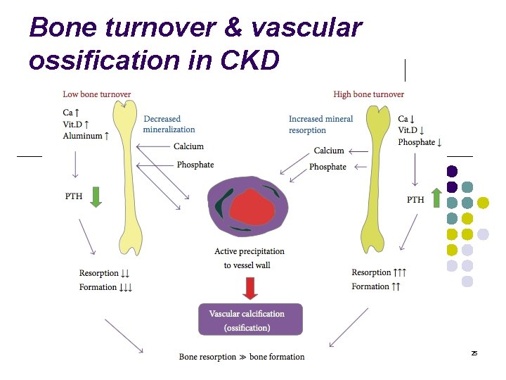 Bone turnover & vascular ossification in CKD 25 
