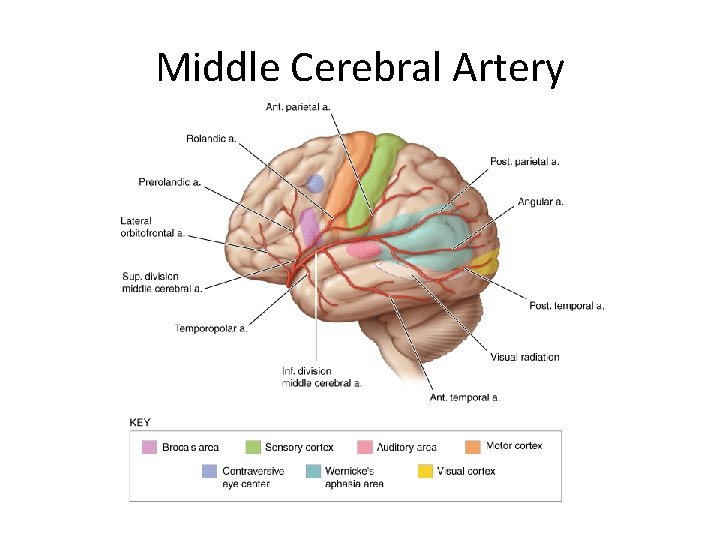 Middle Cerebral Artery 