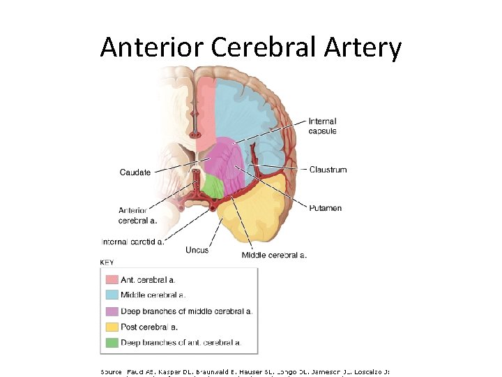 Anterior Cerebral Artery 