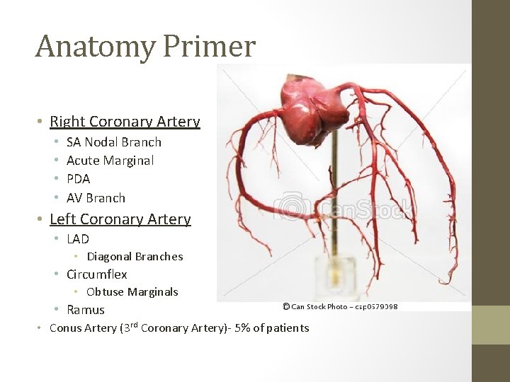 Anatomy Primer • Right Coronary Artery • • SA Nodal Branch Acute Marginal PDA