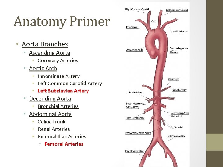 Anatomy Primer • Aorta Branches • Ascending Aorta • Coronary Arteries • Aortic Arch