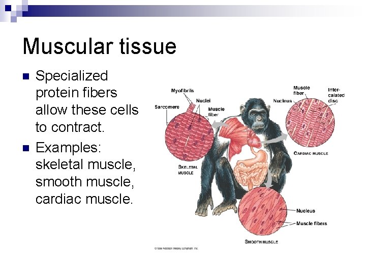 Muscular tissue n n Specialized protein fibers allow these cells to contract. Examples: skeletal