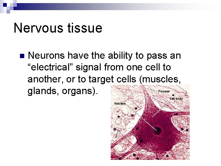 Nervous tissue n Neurons have the ability to pass an “electrical” signal from one
