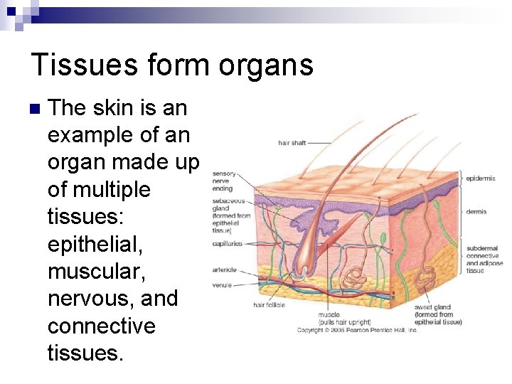 Tissues form organs n The skin is an example of an organ made up