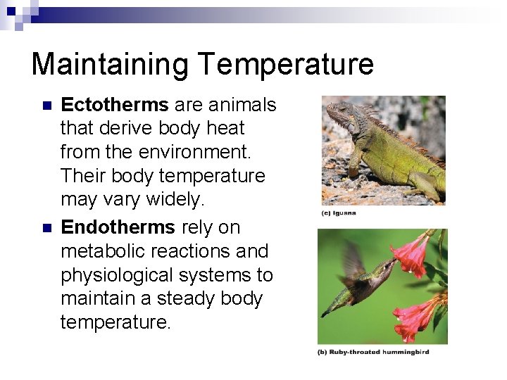 Maintaining Temperature n n Ectotherms are animals that derive body heat from the environment.