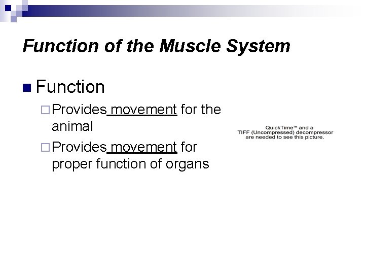 Function of the Muscle System n Function ¨ Provides movement for the animal ¨