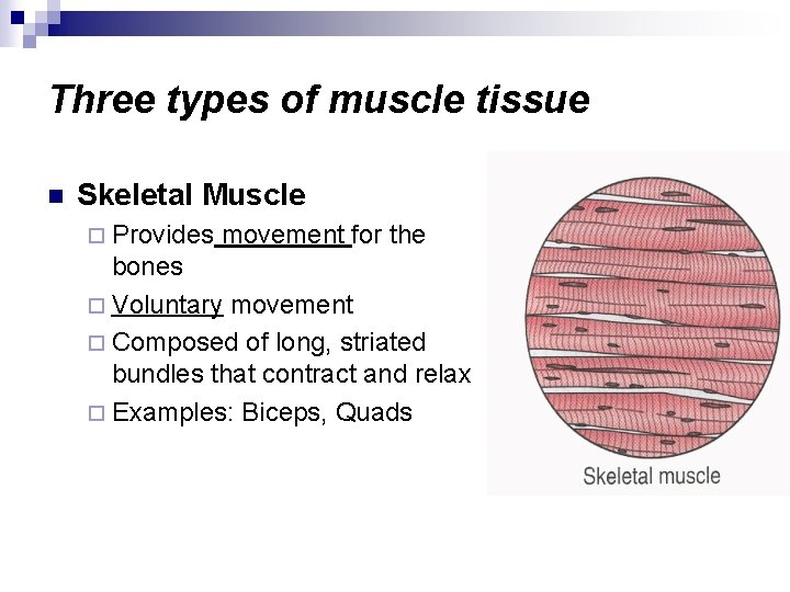 Three types of muscle tissue n Skeletal Muscle ¨ Provides movement for the bones