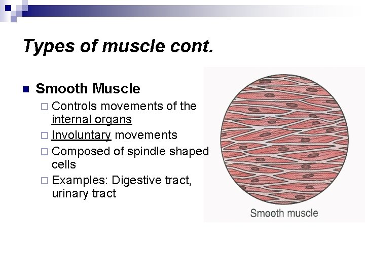 Animal Body Systems Structure and Function of Organs