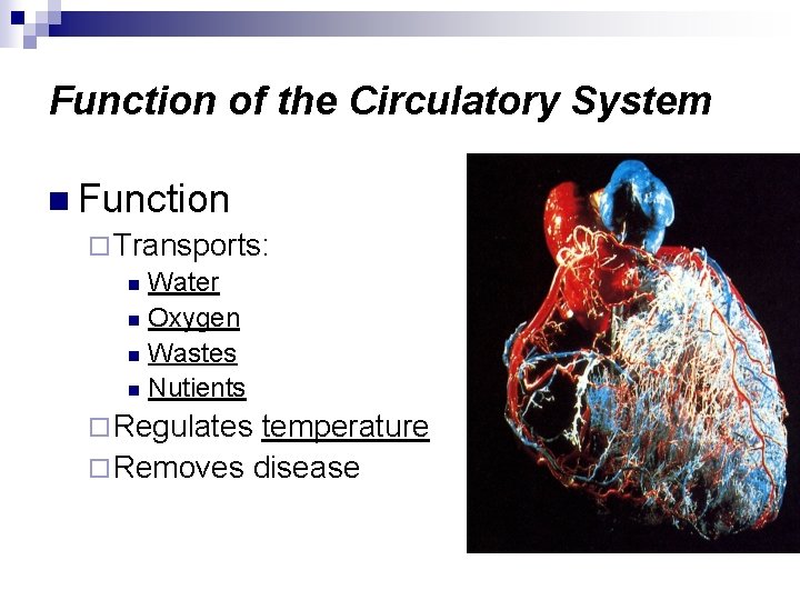 Function of the Circulatory System n Function ¨ Transports: Water n Oxygen n Wastes