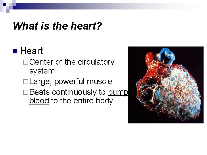 What is the heart? n Heart ¨ Center of the circulatory system ¨ Large,