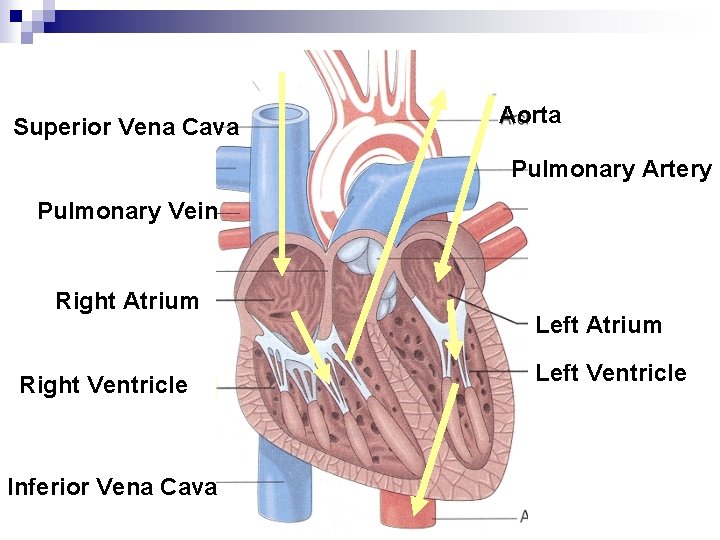 Superior Vena Cava Aorta Pulmonary Artery Pulmonary Vein Right Atrium Right Ventricle Inferior Vena