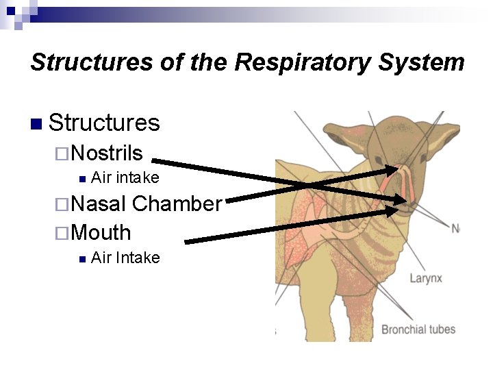 Structures of the Respiratory System n Structures ¨Nostrils n Air intake ¨Nasal Chamber ¨Mouth