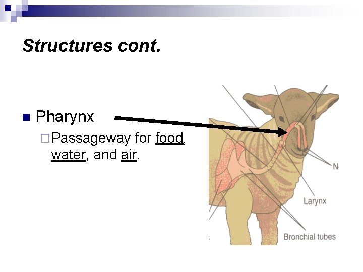 Structures cont. n Pharynx ¨ Passageway for food, water, and air. 