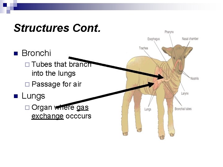 Structures Cont. n Bronchi ¨ Tubes that branch into the lungs ¨ Passage for