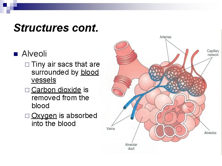 Structures cont. n Alveoli ¨ Tiny air sacs that are surrounded by blood vessels