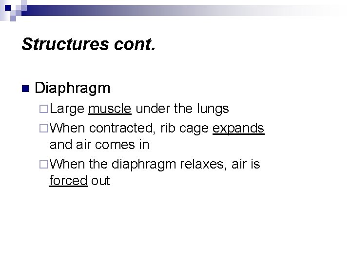 Structures cont. n Diaphragm ¨ Large muscle under the lungs ¨ When contracted, rib