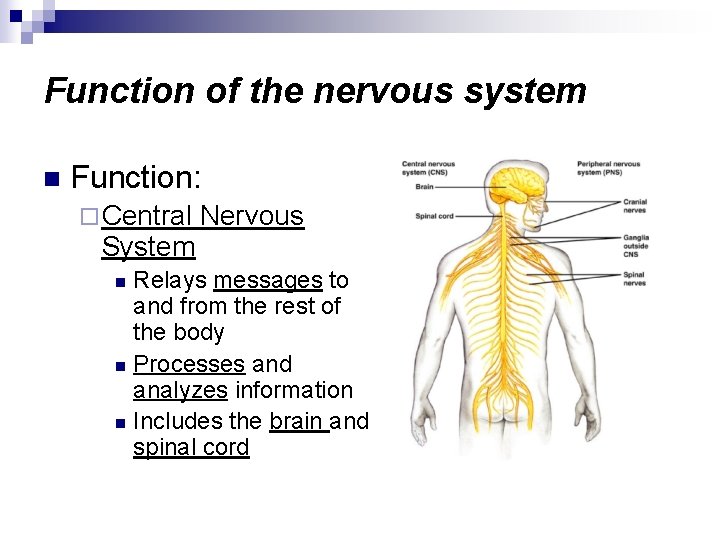 Function of the nervous system n Function: ¨ Central System Nervous Relays messages to