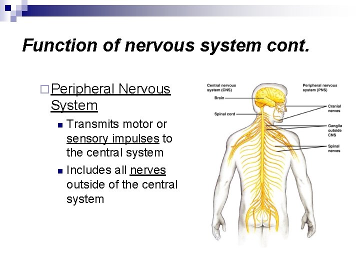 Function of nervous system cont. ¨ Peripheral Nervous System Transmits motor or sensory impulses