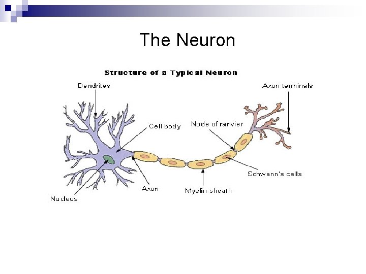 The Neuron 