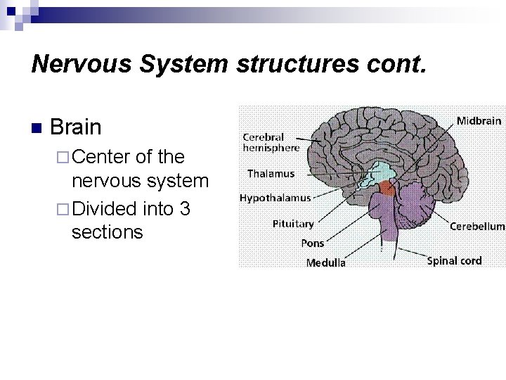 Nervous System structures cont. n Brain ¨ Center of the nervous system ¨ Divided