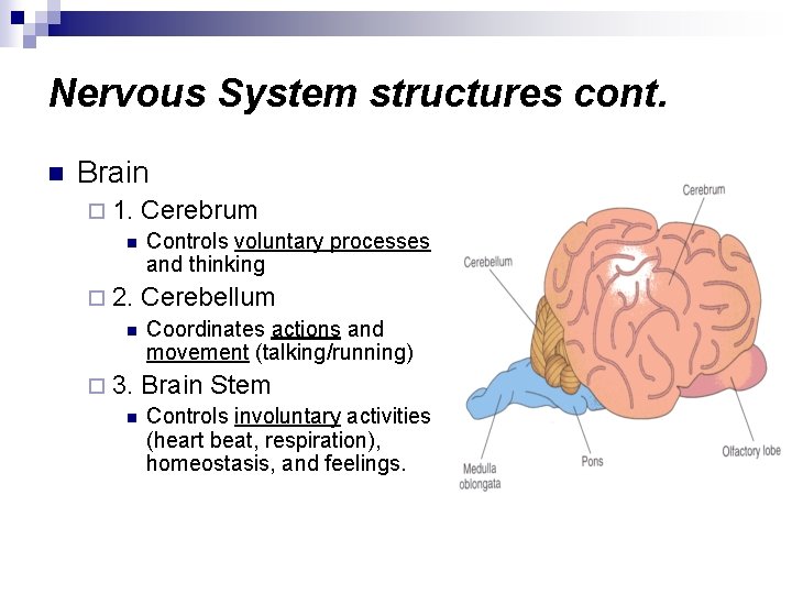 Nervous System structures cont. n Brain ¨ 1. n ¨ 2. n ¨ 3.