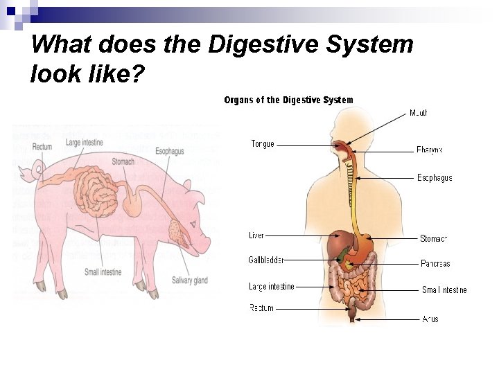What does the Digestive System look like? 