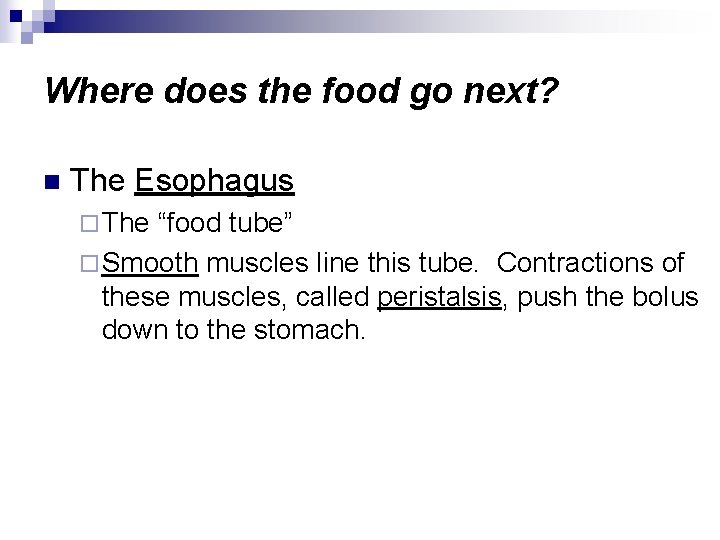 Where does the food go next? n The Esophagus ¨ The “food tube” ¨