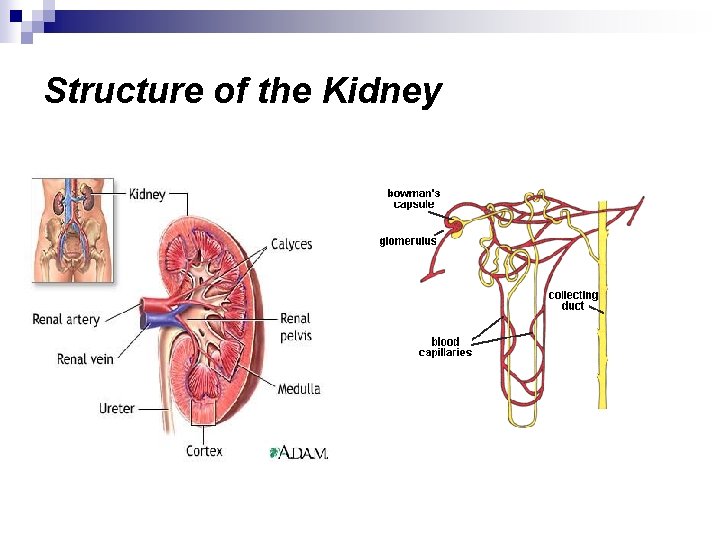 Structure of the Kidney 