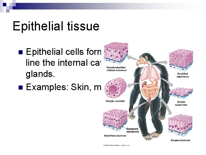 Epithelial tissue Epithelial cells form the outer covering, line the internal cavities, and make