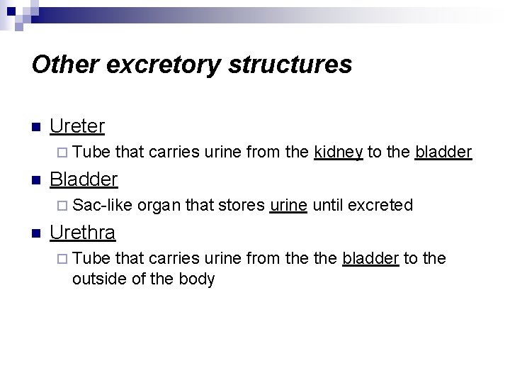 Other excretory structures n Ureter ¨ Tube n that carries urine from the kidney