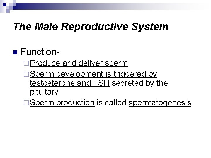 The Male Reproductive System n Function¨ Produce and deliver sperm ¨ Sperm development is